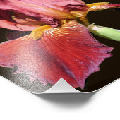 Root Bearded Iris Blume 8x8 Fotodruck (Ecke)