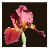 Root Bearded Iris Blume 8x8 Fotodruck (Vorne)