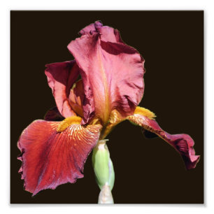 Root Bearded Iris Blume 8x8 Fotodruck