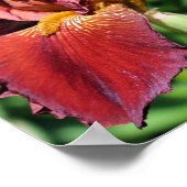 Root Bearded Iris Blume Poster (Ecke)