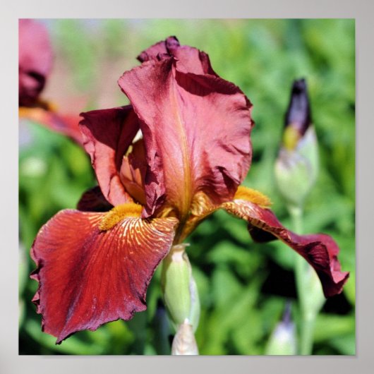 Root Bearded Iris Blume Poster (Vorne)