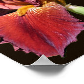 Root Bearded Iris Blume Poster (Ecke)