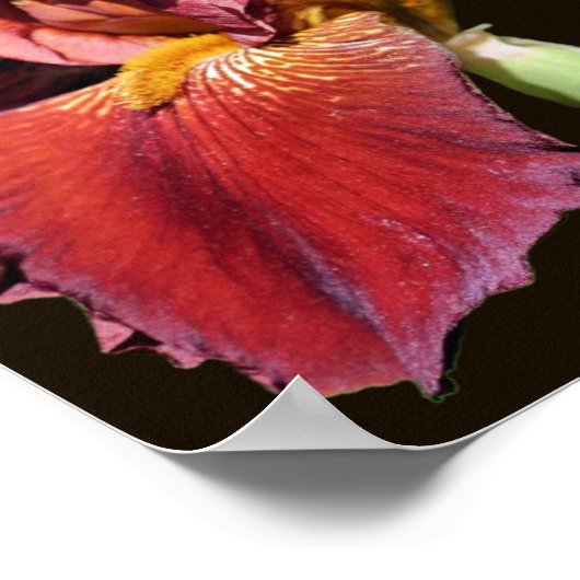 Root Bearded Iris Blume Poster (Ecke)