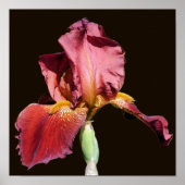 Root Bearded Iris Blume Poster (Vorne)