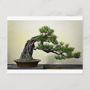 Root Over Rock Pine Bonsai Tree Postkarte
