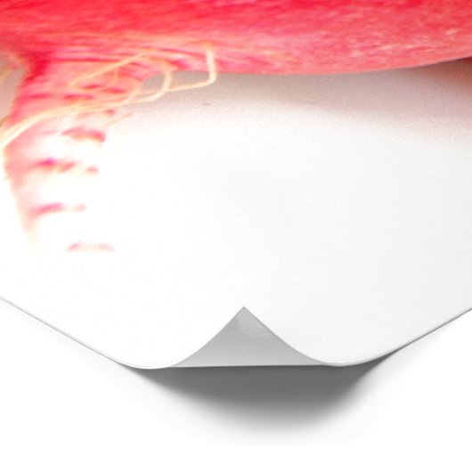 Root Vegetables Poster (Ecke)