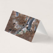 "Roots" Gnarled Trees, Pine Needles, Forest Floor (Rückseite)