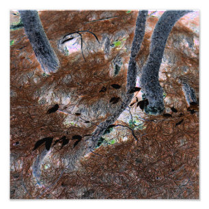 "Roots" Gnarled Trees, Pine Needles, Forest Floor Fotodruck