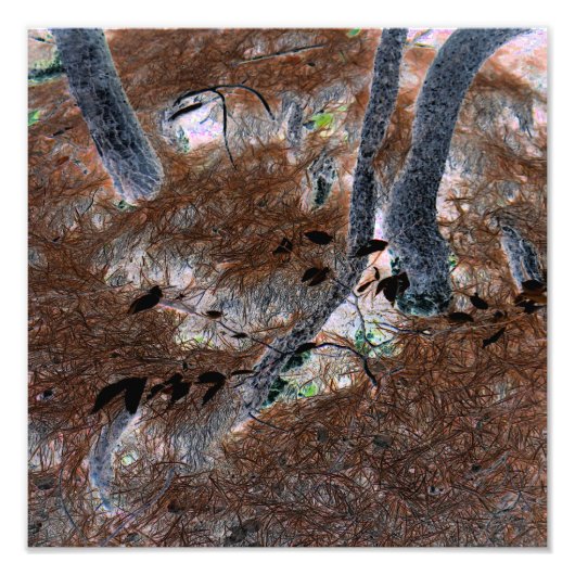 "Roots" Gnarled Trees, Pine Needles, Forest Floor Fotodruck (Vorne)