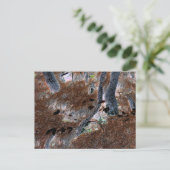 "Roots" Gnarled Trees, Pine Needles, Forest Floor Postkarte (Stehend Vorderseite)