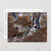 "Roots" Gnarled Trees, Pine Needles, Forest Floor Postkarte (Vorne/Hinten)