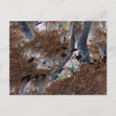 "Roots" Gnarled Trees, Pine Needles, Forest Floor Postkarte (Vorderseite)
