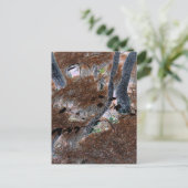 "Roots" Gnarled Trees, Pine Needles, Forest Floor Postkarte (Stehend Vorderseite)