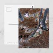 "Roots" Gnarled Trees, Pine Needles, Forest Floor Postkarte (Vorne/Hinten)