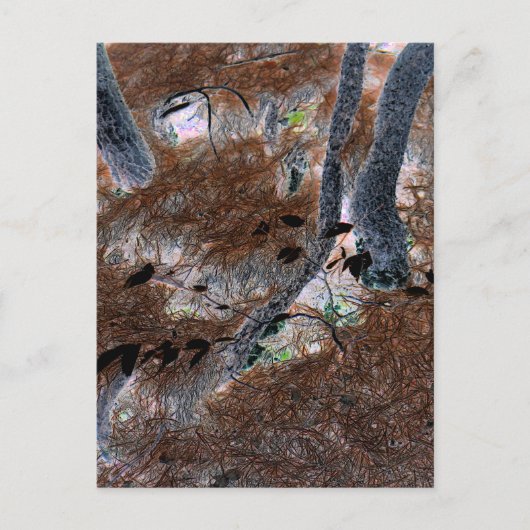 "Roots" Gnarled Trees, Pine Needles, Forest Floor Postkarte (Vorderseite)