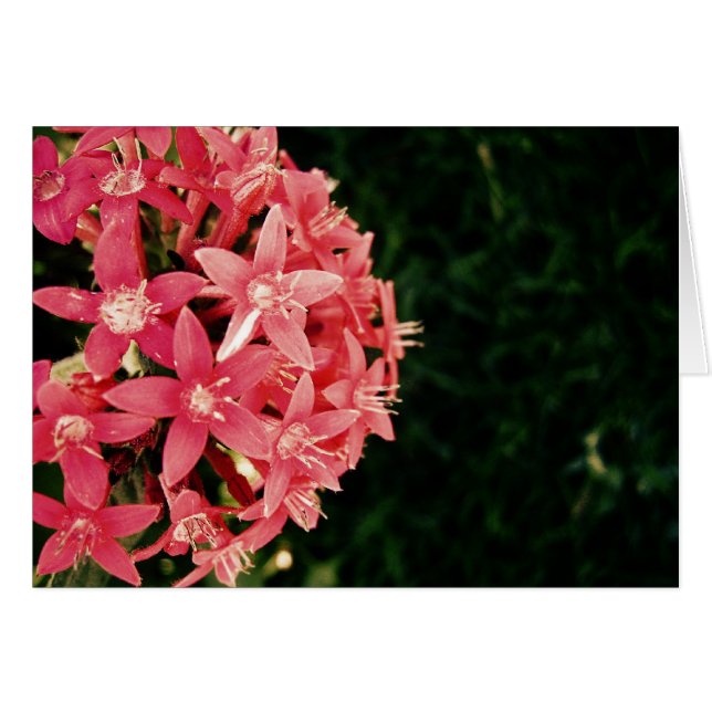 rosa (Vorderseite (Horizontal))