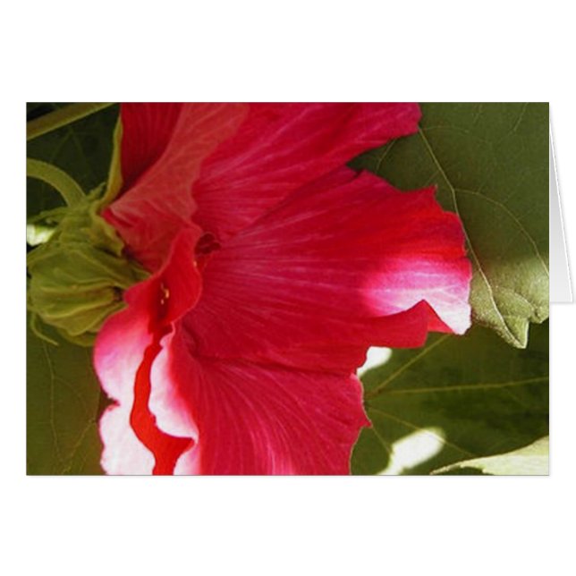 rosa (Vorderseite (Horizontal))