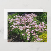 Rosa Abend Primrose Postkarte (Vorne/Hinten)