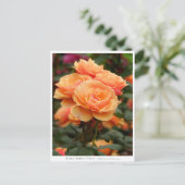 Rosa About Face Postkarte (Stehend Vorderseite)