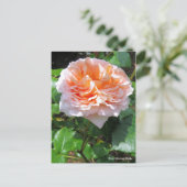 Rosa Abraham Darby ［ Postcard ］ Postkarte (Stehend Vorderseite)