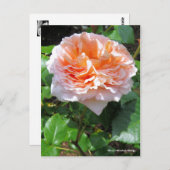 Rosa Abraham Darby ［ Postcard ］ Postkarte (Vorne/Hinten)