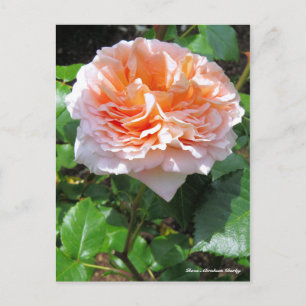 Rosa Abraham Darby［Postkarte］ Postkarte