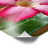 Rosa Adenium Obesum Blume alias Wüste Rose Fotodruck (Ecke)