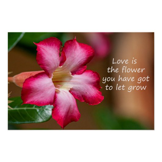 Rosa Adenium Obesum Blume alias Wüste Rose Poster (Vorderseite)