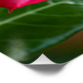 Rosa Adenium Obesum Blume alias Wüste Rose Poster (Ecke)