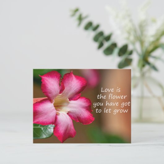 Rosa Adenium Obesum Blume alias Wüste Rose Postkarte (Stehend Vorderseite)