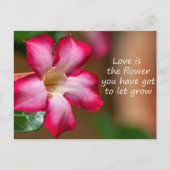 Rosa Adenium Obesum Blume alias Wüste Rose Postkarte (Vorderseite)
