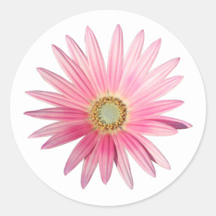 Rosa Afrikanische Gänseblümchen Runder Aufkleber