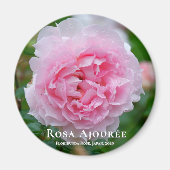 Rosa Ajourée Magnet (Vorne)