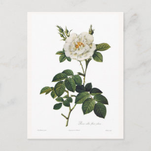 Rosa alba flore plena postkarte