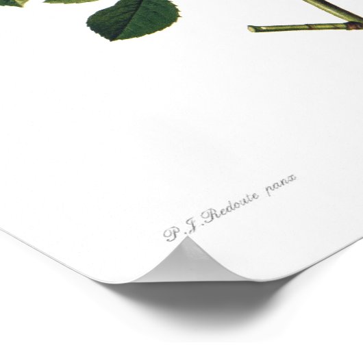 Rosa alba flore poster (Ecke)