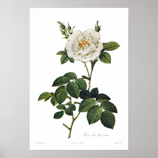 Rosa alba flore poster (Vorne)