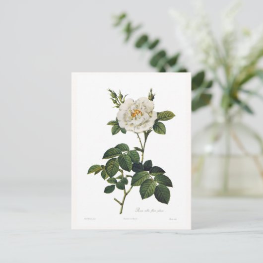Rosa alba flore postkarte (Stehend Vorderseite)