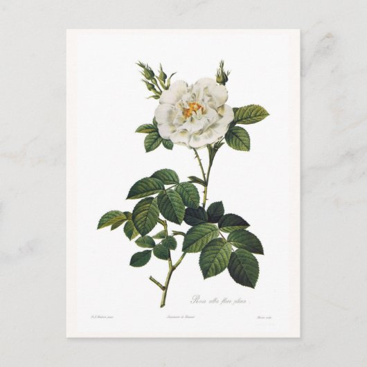 Rosa alba flore postkarte (Vorderseite)