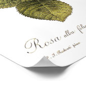Rosa alba foliacea poster (Ecke)
