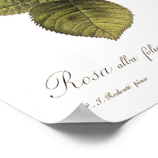 Rosa alba foliacea poster (Ecke)