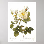 Rosa alba foliacea poster (Vorne)