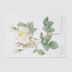 Rosa alba foliacea seidenpapier