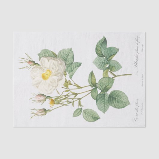 Rosa alba foliacea seidenpapier (Vorderseite)
