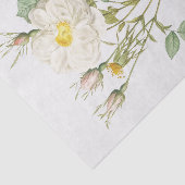 Rosa alba foliacea seidenpapier (Ausschnitt)