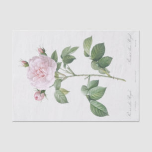 Rosa alba regalis seidenpapier