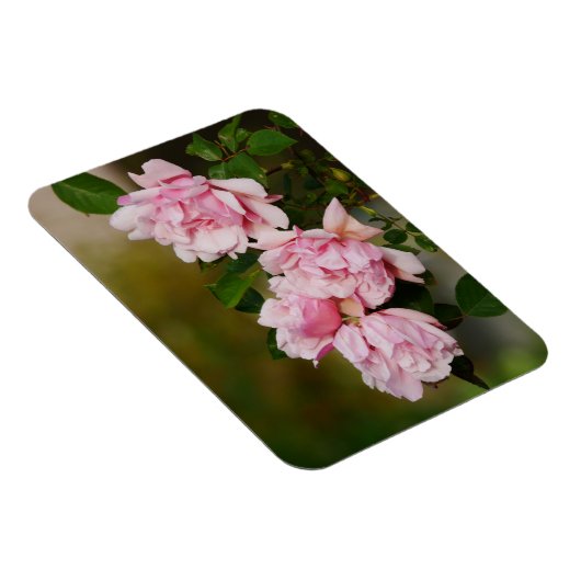 Rosa Albertine Rose Magnet (Rechte Seite)