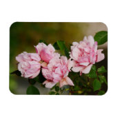 Rosa Albertine Rose Magnet (Horizontal)