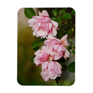 Rosa Albertine Rose Magnet