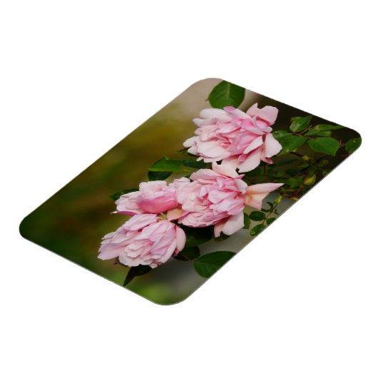Rosa Albertine Rose Magnet (Linke Seite)