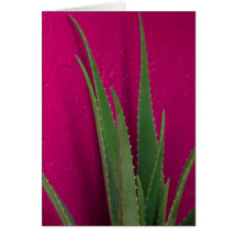 Rosa Aloe - Kunst - Aloe Vera gegen Rosa